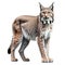 A Lynx isolated on white background with png file (with transparent background) attached