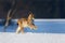 Lynx jump. Young Eurasian lynx, Lynx lynx, running on snowy meadow in frosty morning. Pure winter fun of beautiful animal