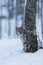 Lynx kitten playing in snowy winter scene, Norway