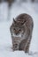 Lynx kitten in snowy winter scene, Norway