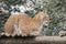 Lynx laying on tree trunk in zoo