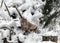 Lynx looks at visitors, animal sits on snow on a wooden block, Gauja National Park, Ligatne, Latvia