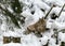 Lynx looks at visitors, animal sits on snow on a wooden block, Gauja National Park, Ligatne, Latvia