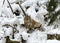 Lynx looks at visitors, animal sits on snow on a wooden block, Gauja National Park, Ligatne, Latvia