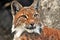 A lynx lyns adult animal portrait