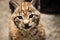 A lynx lyns baby cat portrait