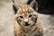 A lynx lyns baby cat portrait