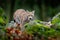 Lynx in the moss stone forest. Lynx, Eurasian wild cat walking on green moss rock with green forest in background, animal in the