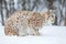 Lynx in a norwegian forest