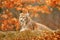 Lynx in orange autumn forest. Wildlife scene from nature. Cute fur Eurasian lynx, animal in habitat. Wild cat from Germany. Wild B