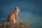 Lynx in profile on rock looking up