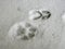 Lynx and roe deer footprint