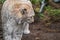 Lynx, a a short tail wild cat with characteristic tufts