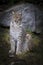 The lynx sits like a domestic cat