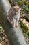 Lynx sitting on a fallen tree trunk