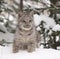Lynx on Snow