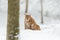 Lynx in snow forest. Eurasian Lynx in winter. Wildlife scene from Czech nature. Snowy cat in nature habitat. Mother with young, wi