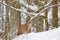 Lynx in snow forest. Portrait of Eurasian Lynx in winter. Wildlife scene from Czech nature. Snowy cat in nature habitat. Detail cl