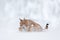 Lynx, snow hunter. Wild cat in the winter habitat, Germany