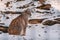 Lynx in snowy winter landscape, lynx enclosure near Rabenklippe, Bad Harzburg, Germany