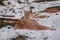 Lynx in snowy winter landscape, lynx enclosure near Rabenklippe, Bad Harzburg, Germany