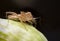 Lynx spider is eating some breakfast