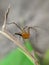 Lynx spider is a family of araneomorph spiders first described by Tamerlan Thorell in 1870. Most species make little use of webs,