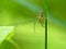 Lynx Spider On Green Stem 1