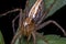 Lynx Spider in Oxyopidae family.