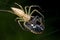 A Lynx spider with prey - a shield bug - on a web