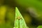 Lynx Spider, Yellow body and black legs ambush small insects as food on green leaf