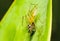 Lynx Spider, Yellow body and black legs eating black small jumpi