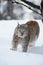 Lynx stalking in the forest