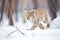 lynx stalking prey in a snow-laden glade