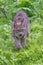 Lynx stalking prey in vertical photograph