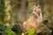 Lynx in stone rock. Walking Eurasian wild cat on green mossy stone, green trees in background. Wild cat in nature habitat, Czech,