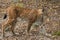 Lynx walking in the forest