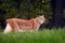 Lynx walking in the green grass. Wild cat Lynx in the nature forest habitat. Eurasian Lynx in the forest, hidden in the grass. Cut