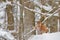 Lynx walking, wild cat in the forest with snow. Wildlife scene from winter nature. Cute big cat in habitat, cold condition.  Snowy