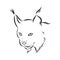 Lynx. Wild cat. Predator. Hand drawn. Black and white. Stylized. Decorative. Vector. lynx wild animal, vector sketch