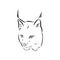 Lynx. Wild cat. Predator. Hand drawn. Black and white. Stylized. Decorative. Vector. lynx wild animal, vector sketch