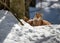 Lynx in winter lying lazy under a tree in the snow - National Park Bavarian Forest