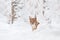 Lynx, winter wildlife. Cute big cat in habitat, cold condition. Snowy forest with beautiful animal wild lynx, Poland. Eurasian