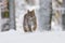 Lynx in winter. Young Eurasian lynx, Lynx lynx, walks in snowy beech forest. Beautiful wild cat in nature.