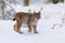 Lynx in winter. Young Eurasian lynx, Lynx lynx, walks in snowy beech forest. Beautiful wild cat in nature.