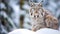 Lynx in winter. Young Eurasian lynx, Lynx lynx, walks in snowy beech forest. Beautiful wild cat in nature.