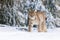 Lynx in winter. Young Eurasian lynx, Lynx lynx, walks in snowy forest. Beautiful wild cat in nature.