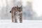 Lynx in winter. Young Eurasian lynx, Lynx lynx, walks on snowy forest meadow. Beautiful wild cat in nature.