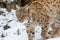 Lynxes in the Bavarian Forest, Germany