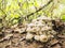 Lyophyllum decastes mushrooms in the autumn forest